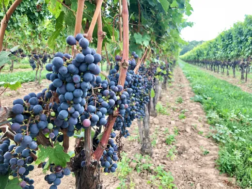 Guest Suites in Wine Country: Where the Short-Term Rental Line Actually Sits — Home Garden Suites blog