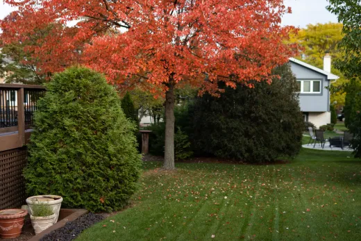 The Restoration Budget: Getting Your Yard Back After the Build — Home Garden Suites blog